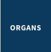 ORGANS