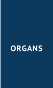 ORGANS